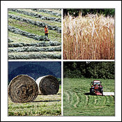 Commodity Capital Inc - A Commodity Trading Company Specializing in Agricultural Markets